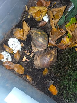 Archachatina marginata ovum XXL - 2