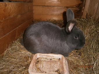 Predám králika - 2