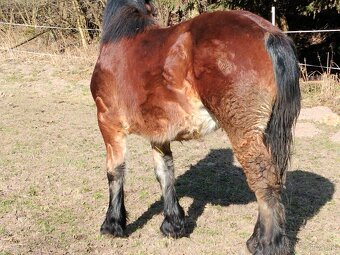 Predám mladú tažnu kobylku - 2