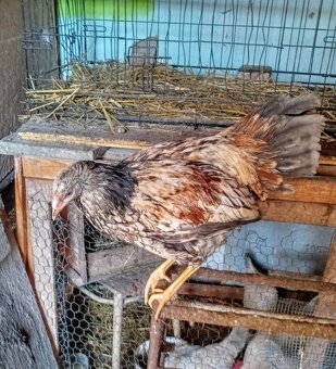 Predám kohútka MIX - 2