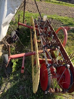 Hrabčka pasová - 2