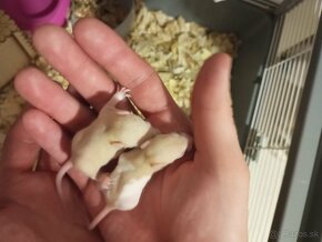 Predám malé potkany - 2