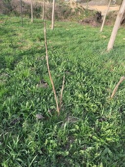 Paulownia - 2