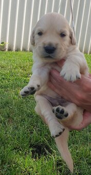 zlatý retriever - 2