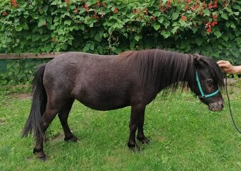 Falabella mini minihorse pony - 2