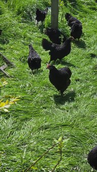 Australorp čierna + modrá - 2