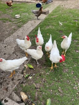 Predám kohúty Leghorn - 2