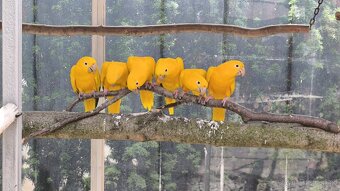 Guaruba guarouba(guaroba),Aratinga žltá. - 2