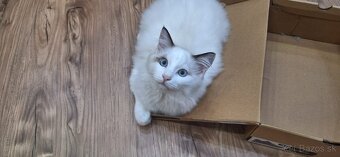 Ragdoll kocúrik - 2