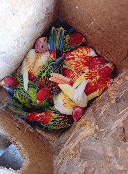 predam alebo vimena - 2