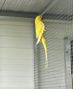 Alexander malý lutino - 2