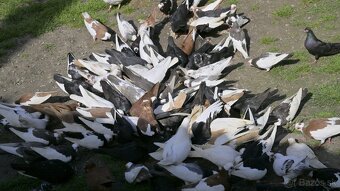 Holuby na predaj - 2