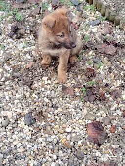 Československý vlčiak - 2