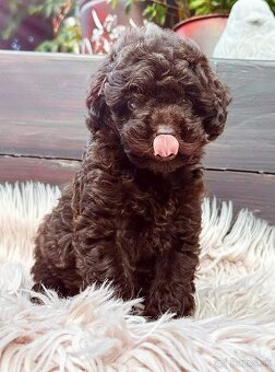 Pudel chocolate - 2