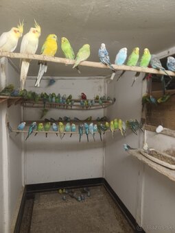 Papagajec vlnkovany(Andulka) - 2