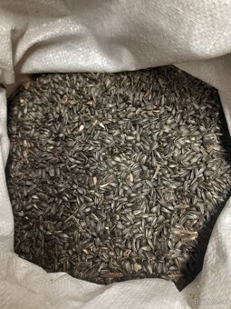 Slnečnica na predaj - 2