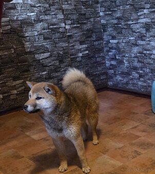 Shiba Inu sučka na predaj - 2