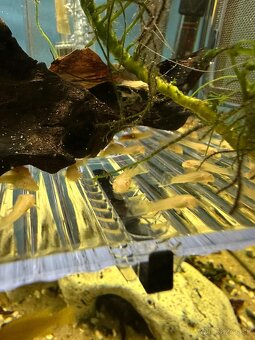 Predám Ancistrus Gold - Vlastný chov - 2