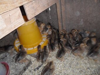 Kuriatka- Vlaška jarabičia - 2