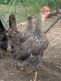 Predam liahnute kuriatka - 2