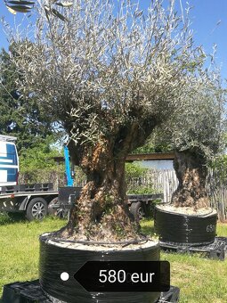 Olivovník bonsai - 2