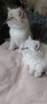 Ragdoll - 2