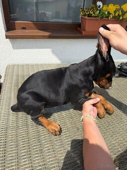 Šteňatá Doberman - 2