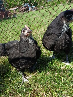 Australorp sliepky na predaj - 2