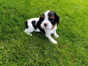 Cavalier king Charles - 2