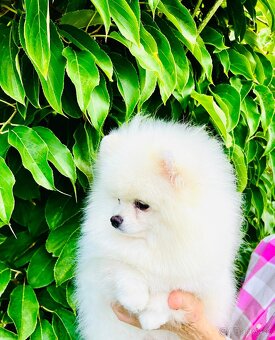 Pomeranian - 2