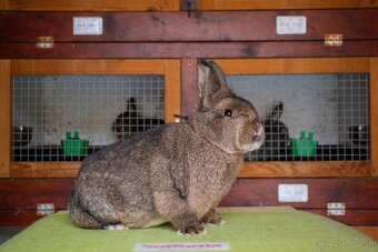 Malý viedenský divokosfarbený - 2