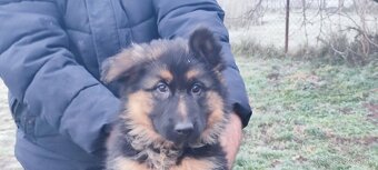 Nemecký ovčiak - 2