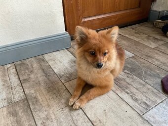 Pomeranian - 2