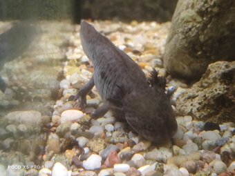 Axolotl Mexický - 2