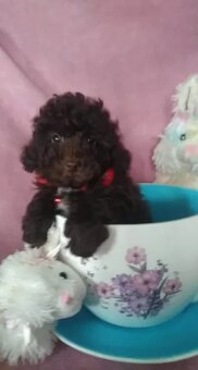 pudlik-pudel toy - 2