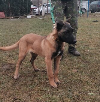 Belgický ovčiak - 2