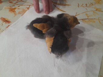 Predám kuriatka plemeno Vorwerk - 2