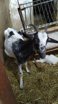 Predám kozy - 2