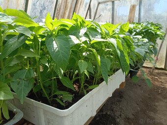 Predám priesady paradajky paprika kapusta - 2