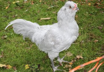Predám kohútov 2025 araucana lavender - 2