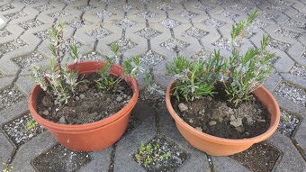 Rozchodník tučnolistý Sedum, záhradné truhlíky vázy - 2
