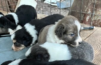 Šteniatka border kolie - 2