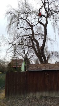 Orezávanie stromov, rizikový výrub stromov, pilčícke práce - 2