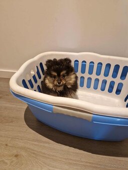 Pomerian - pomeranian - 2