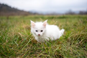 Mačiatka maine coon - 2