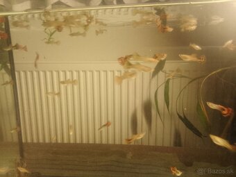 Za symbolickou cenu gupky a ancistrusy - 2