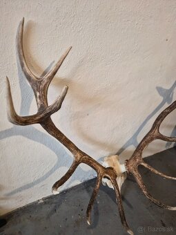 Trofeje,parohy,zhody - 2