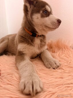 Sibírsky Husky - 2