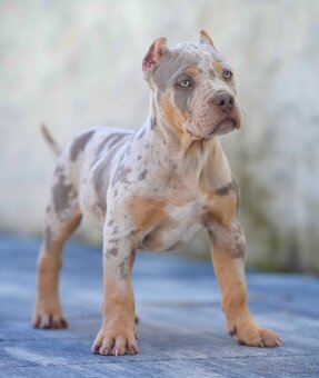 American bully xl, pitbull xxl merle tricolor k odberu - 2