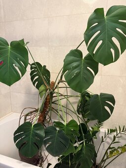 Monstera deliciosa - 2